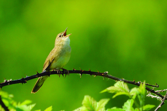 image of a grasshopper warbler bird singing -copyright amy lewis