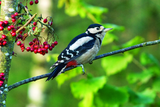 image of a Great spotted woodpecker on a berry tree - copyright bob coyle