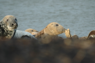 Image of grey seals at south walney - copyright stephen westcott