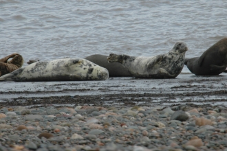 image of Grey seals at south walney -c- Stephen Westcott