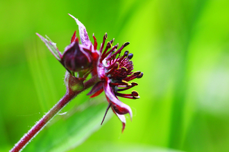 image of a marsh cinquefoil flower -copyright vicky nail