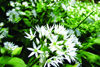 Image of Wild garlic flowers