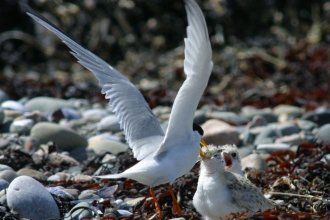 Image of little tern feeding chicks at Foulney Island Nature Reserve
