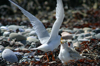 Image of little tern feeding chicks at Foulney Island Nature Reserve