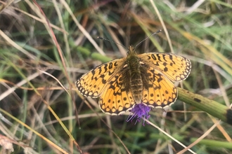 Small pearl-bordered fritillary butterfly