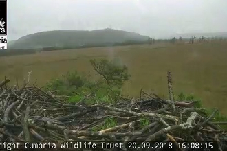 empty osprey nest