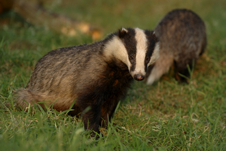 badgers foraging - copyright Andrew Parkinson 2020VISION