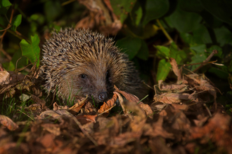 Hedgehog in autumn leaves. copyright jon hawkins - surrey hill photography