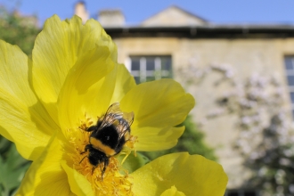 Image of queen white-tailed bumblebee