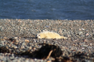 grey seal on shingle beach with blue sea in background
