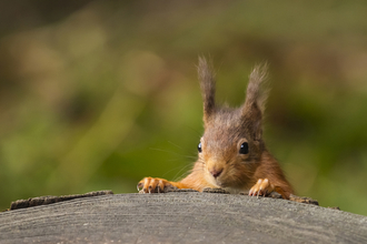 image of red squirrel by Andy Nayler