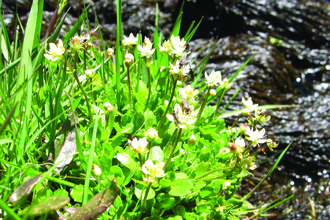 Image of starry saxifrage at Brown Cove