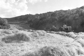 Traditional haymaking in the Lake District