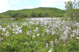 Cottongrass at lowick green -c- andrew walter