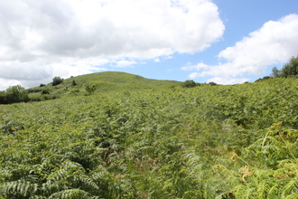 Image of the bracken in early summer at Lowick common - copyright andrew walter