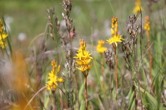  Bog asphodel - a yellow bog plant - copyright andrew walter