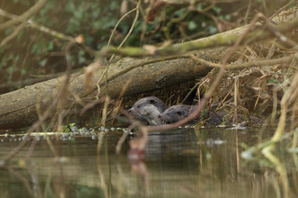 Otter and otter cub in a river -copyright  Luke Massey/2020VISION