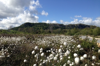 Lowland raised mire - foulshaw moss nature reserve -c- bex lynam