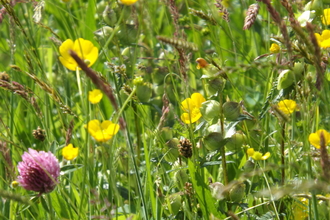 Hay meadow flowers