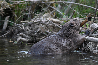 Beaver in river