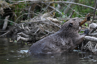 Beaver in river