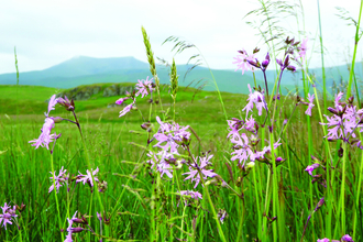 Image of Eycott Hill with ragged robin in foreground and Blencathra in background © Julia Garner