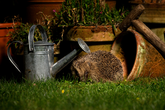 Photo of hedgehog in garden