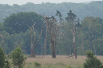 Osprey nest pine tree and woodland