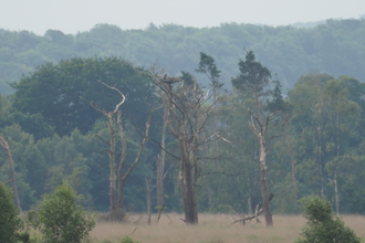 Osprey nest pine tree and woodland