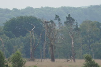 Osprey nest pine tree and woodland