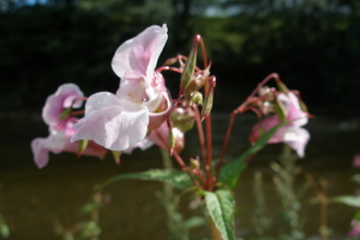 Himalayan balsam in flower