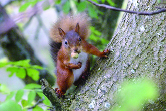 Red squirrel at Smardale Nature Reserve