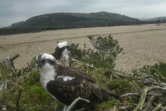 Image of ospreys at Foulshaw Moss Nature Reserve 31 March 2019