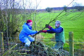 Volunteers hedge laying Bowness on Solway