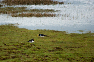 Oystercatchers at South Walney Nature Reserve. copyright Nick Thorne