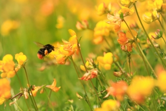 Bumblebee © John Hawkins