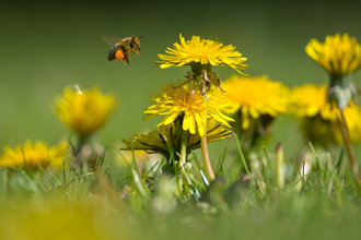 Bee flying to dandelion © John Hawkins