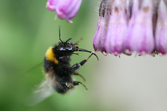 Garden Bumblebee © Penny Frith
