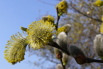 Pussy Willow  ©  Lizzie Wilberforce