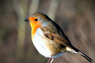 Robin - copyright Chris Maguire