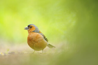 Chaffinch - copyright Fergus Gill/2020VISION