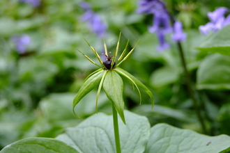 Herb-Paris