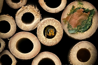 bee hotel