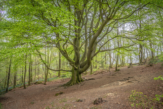 Craggy Wood