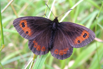 Scotch argus butterfly