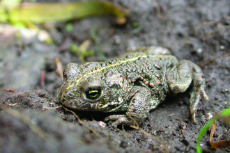 Image of natterjack toad © Philip Precey