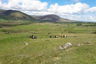 Belted Galloway cattle at Eycott Hill