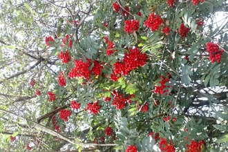 Rowan berries at Staveley Woodlands