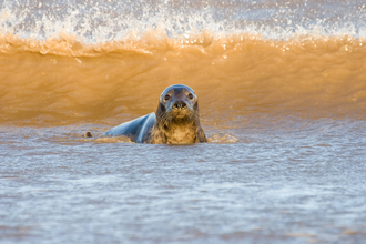 Image of grey seal © Tom Marshall