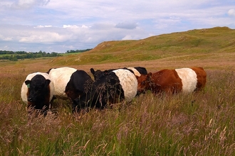 Belted Galloway cattle at Eycott Hill 